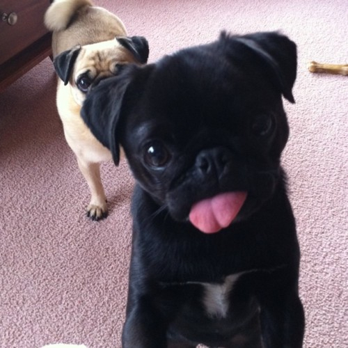 pug with tongue sticking out