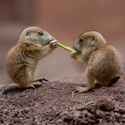 baby prairiedogs