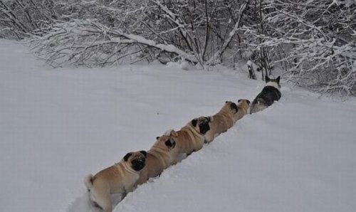 corgi leading line of pugs