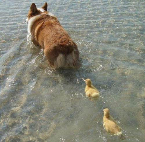 ducklings following a dog
