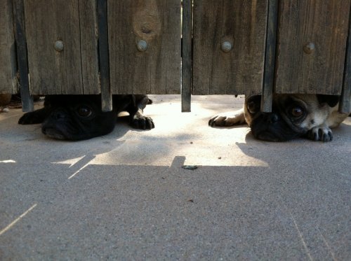 pugs peeking out from under the fence
