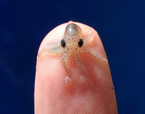 tiny octopus
