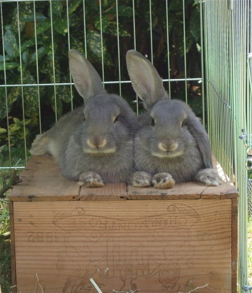 lop ear rabbits