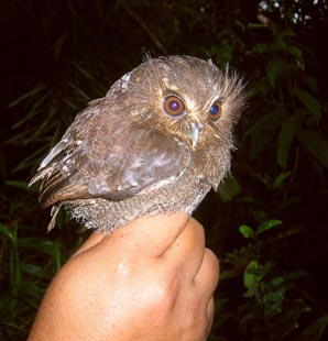 long whiskered owlet