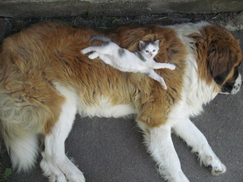 kitten sleeping on large dog saint bernard