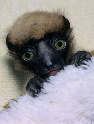 baby crowned lemur
