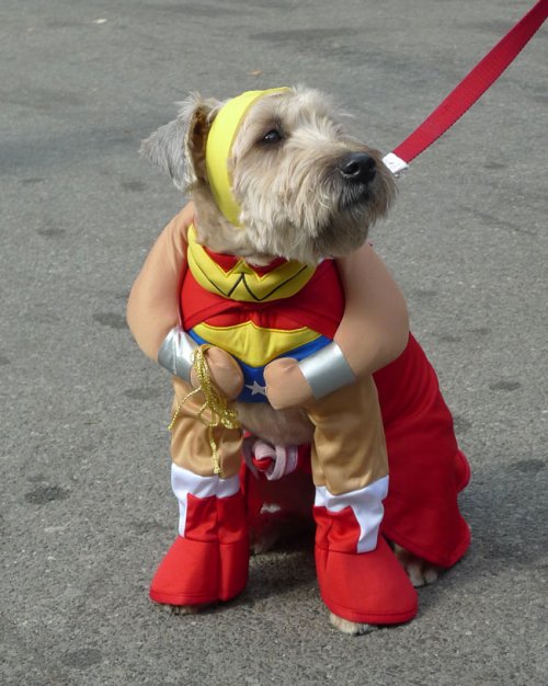 wonder woman dog costume