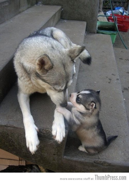 husky puppy and mom