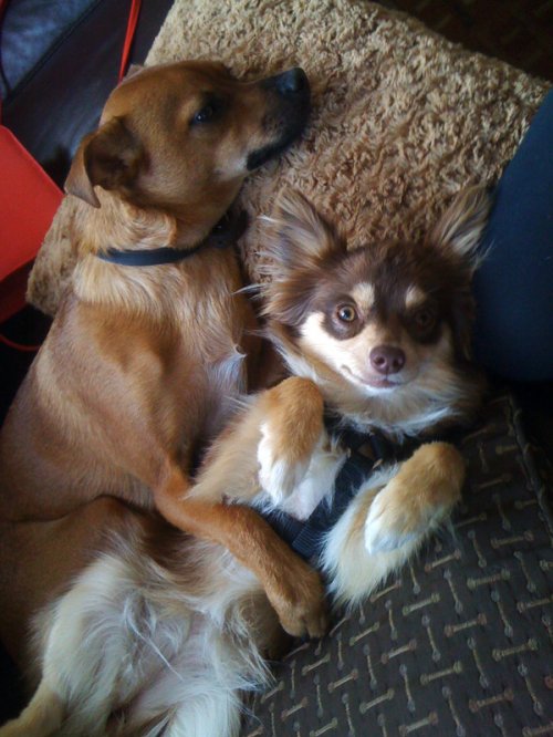 dogs hugging