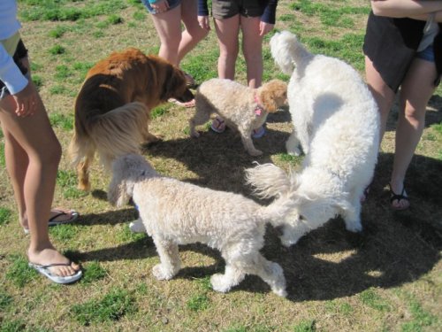 dogs sniffing butts