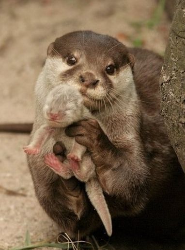 baby otter