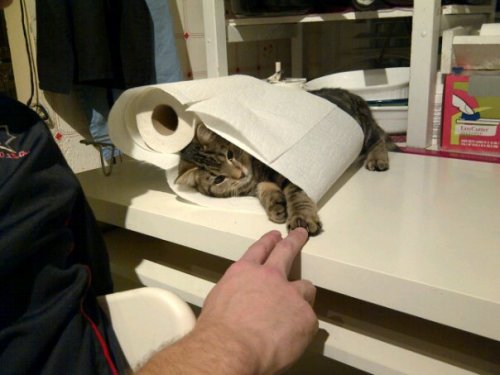 cat wrapped in paper towels
