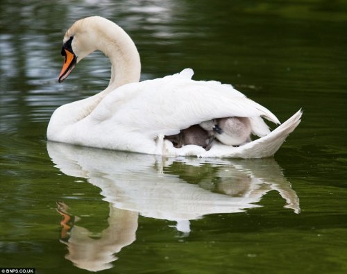 baby swans