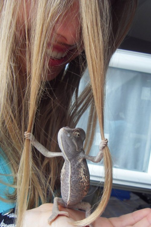 chameleon holding onto hair