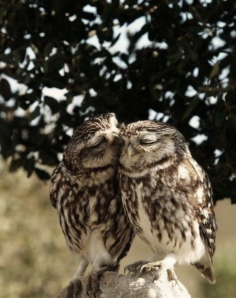 owls in love