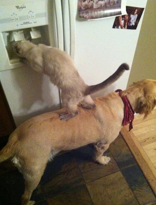 cat on dogs back getting drink of water