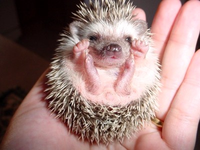 baby hedgehog