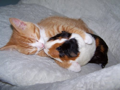 cat hugging guinea pig