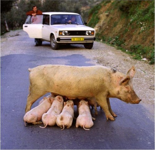 pigs piglets breastfeeding in public