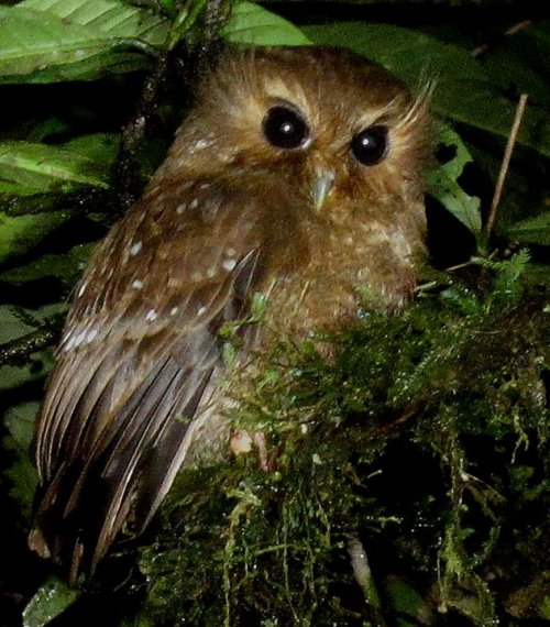 long-whiskered owlet