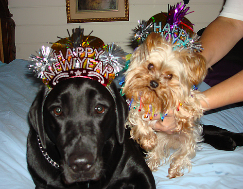 new years dogs