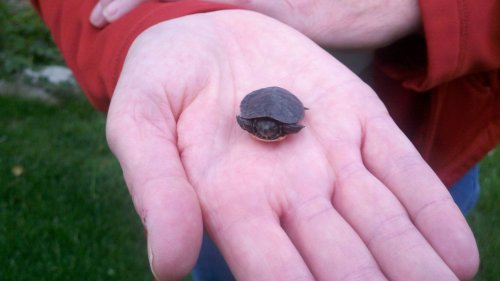 tiny turtle