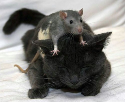 rat tackling a cat