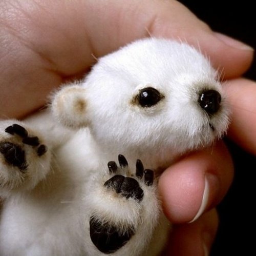 tiny baby polar bear