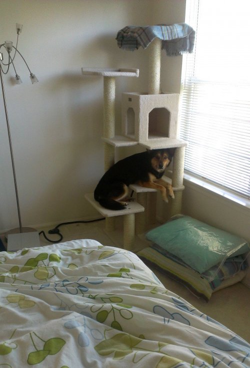 dog in cat scratch post