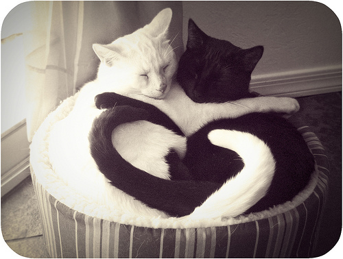 yin yang cats