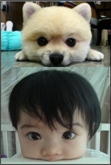 baby and pomeranian