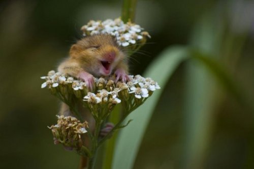 hamster in flower
