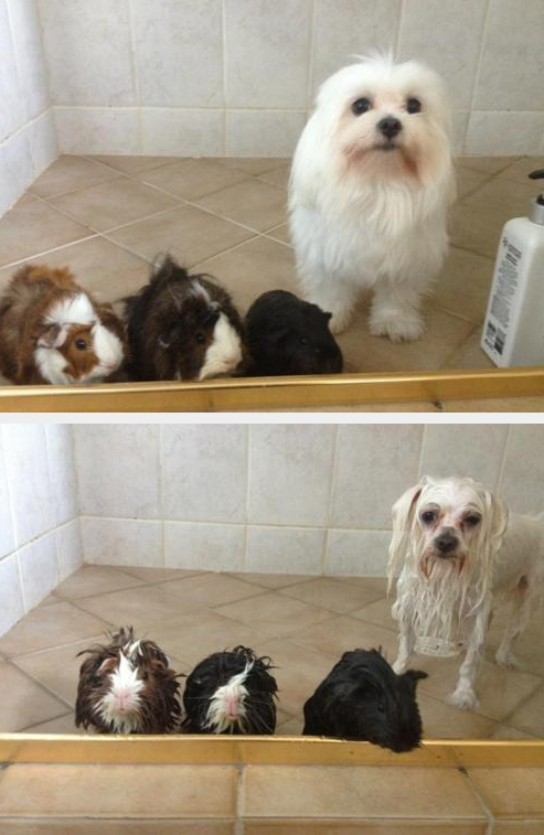 guinea pigs and dog shower