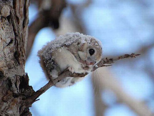 momonga japanese squirrel