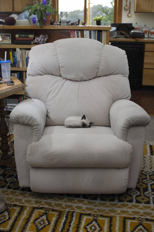kitten on a big armchair