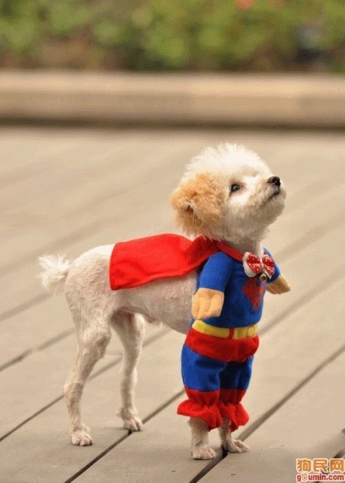 puppy in superhero costume