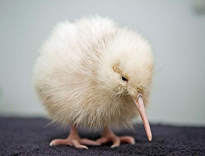 rare white kiwi chick