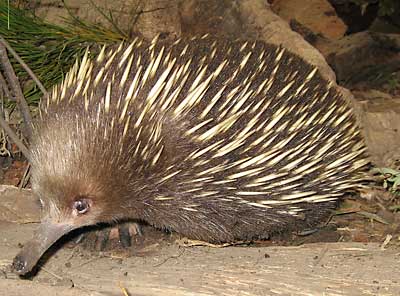 baby echidna