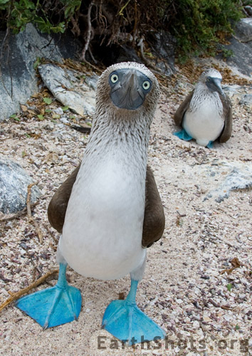 blue footed booby