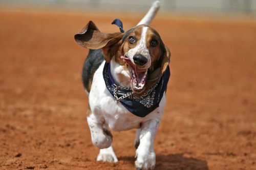 basset hounds running