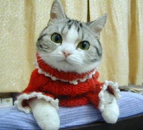 cat in sweater