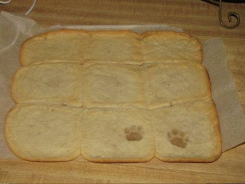 cat prints in cookie dough
