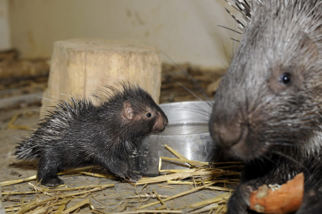 baby porcupine