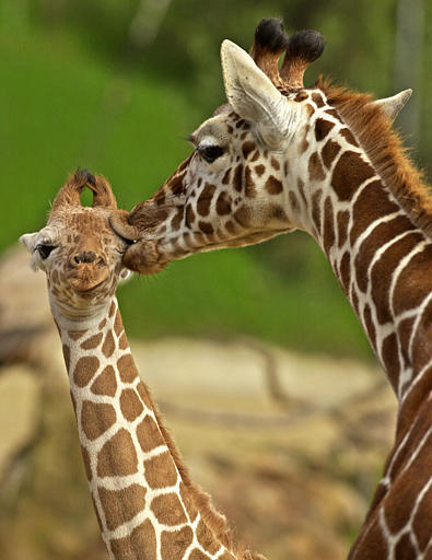giraffe kiss