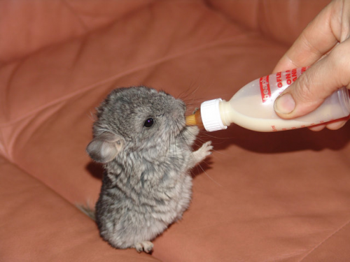 chinchilla drinking from small bottle