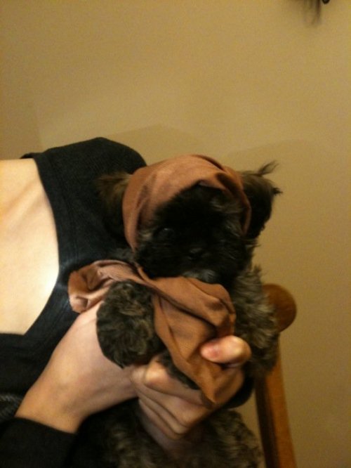 ewok puppy