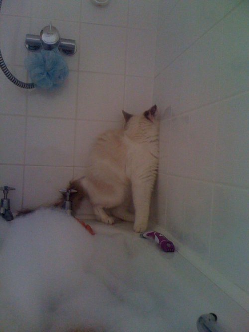 cat afraid of water