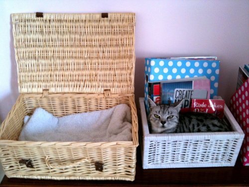 cat sleeping in a box