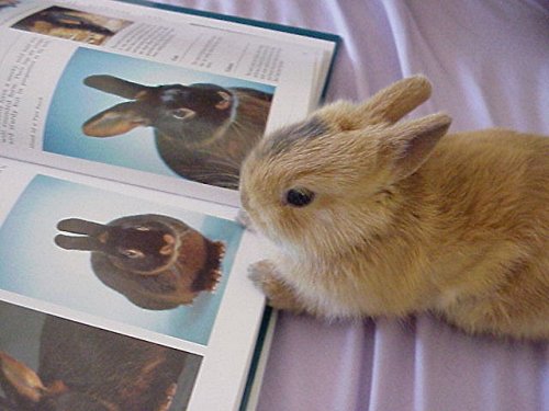 bunny reading a book about bunnies