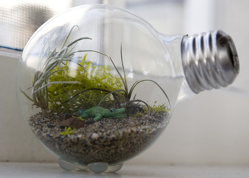 lightbulb terrarium